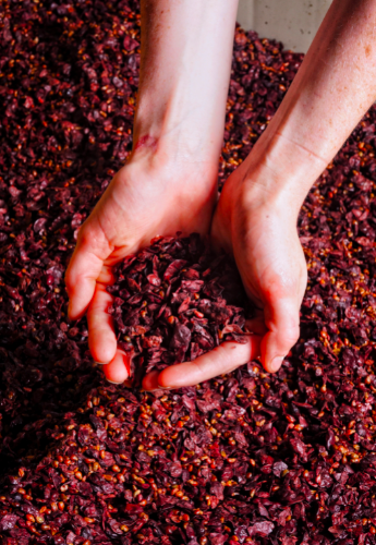 A handful of our crushed, red grapes.